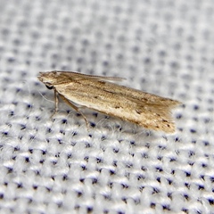 Gelechiidae