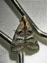 Pococera euphemella
