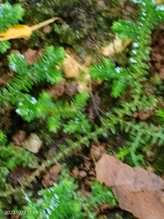 Selaginella doederleinii