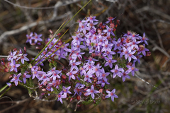 Calytrix leschenaultii