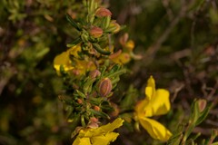 Hibbertia