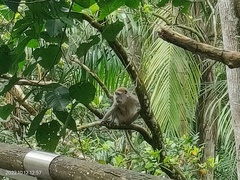 Macaca fascicularis