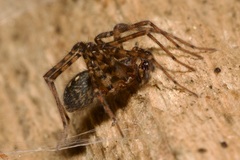 Tegenaria