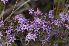 Calytrix leschenaultii