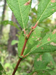 Salix aurita