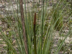 Xanthorrhoea concava