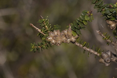 Melaleuca
