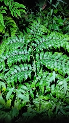 Angiopteris lygodiifolia