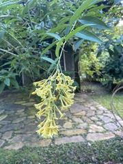Cestrum