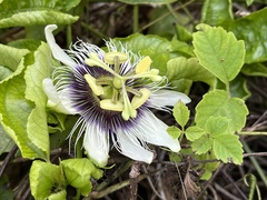 Passiflora edulis flavicarpa