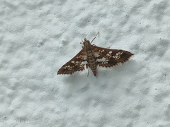 Sameodes cancellalis