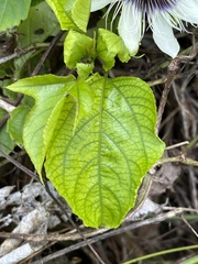 Passiflora edulis flavicarpa