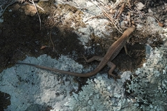 Lacerta viridis