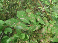 Salix aurita