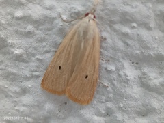 Scirpophaga