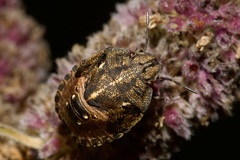 Eurygaster testudinaria