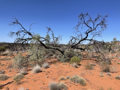 Eucalyptus youngiana