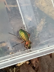 Carabus auronitens