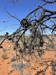 Eucalyptus youngiana