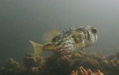 Dicotylichthys punctulatus