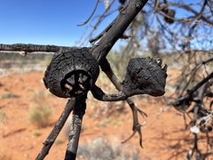 Eucalyptus youngiana