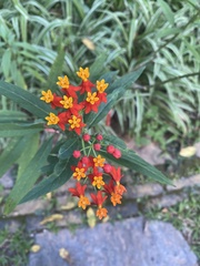 Asclepias