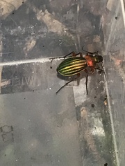 Carabus auronitens