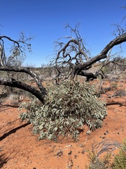 Eucalyptus youngiana