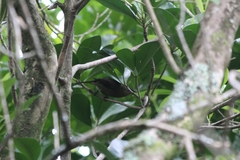 Anthornis melanura melanura