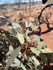 Eucalyptus youngiana