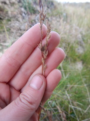 Festuca richardsonii
