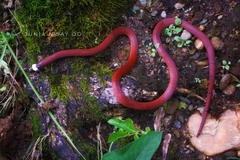Sinomicrurus macclellandi
