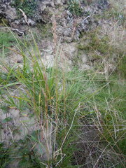 Festuca richardsonii