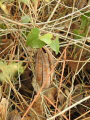 Aristolochia baetica