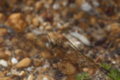 Stylidium