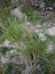 Festuca richardsonii