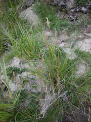 Festuca richardsonii