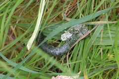 Porphyrio hochstetteri