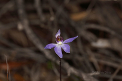 Cyanicula aperta