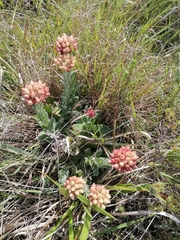 Helichrysum appendiculatum