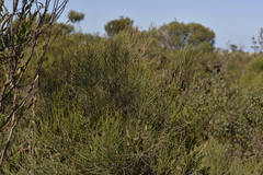 Casuarinaceae