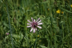 Tragopogon porrifolius