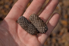 Casuarinaceae