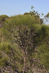 Casuarinaceae