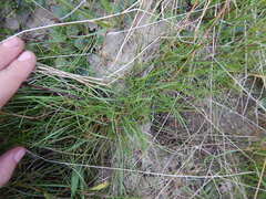 Festuca richardsonii