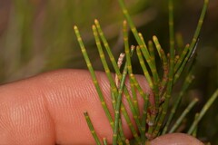 Casuarinaceae