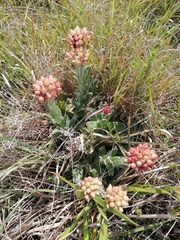 Helichrysum appendiculatum