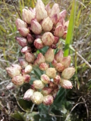 Helichrysum appendiculatum