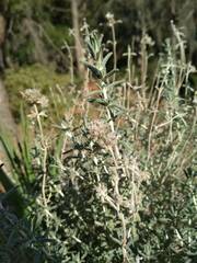 Teucrium dunense