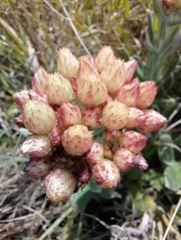Helichrysum appendiculatum